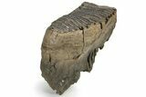 Woolly Mammoth Molar - Siberia #232725-4